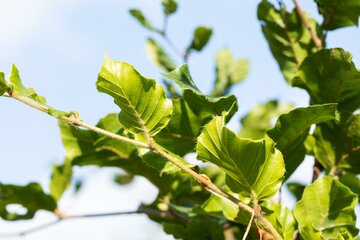 Fagus sylvatica 150 - 175cm