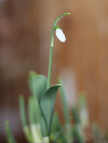 Galanthus - Sneeuwklokjes - afbeelding 1