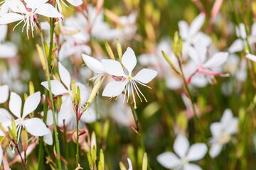 De Gaura Lindheimeri 'Whirling' Butterfly