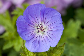 Geranium 'Azure Rush'