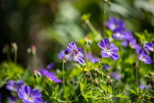 Geranium als bodembedekker