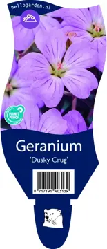 Geranium 'Dusky Crug'