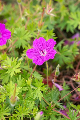 Geranium