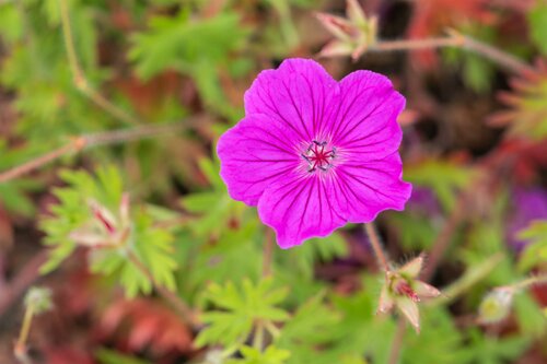 Geranium Kahn