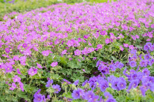 Geranium veld