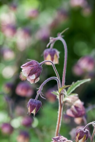 Geum Rivale - afbeelding 2