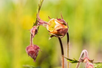 Geum Rivale