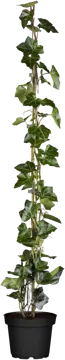 Hedera hibernica 90 cm stok - afbeelding 1