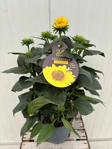 Helianthus annuus 'Suncatcher' - afbeelding 1