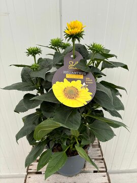 Helianthus annuus 'Suncatcher' - afbeelding 1