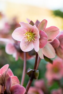 Helleborus 'Angel Glow' - afbeelding 2