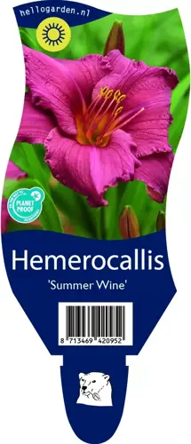 Hemerocallis 'Summer Wine'