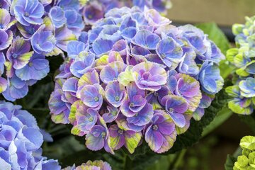 Hydrangea macrophylla 'Magical' - afbeelding 2