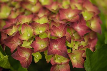 Hydrangea macrophylla 'Magical' - afbeelding 3