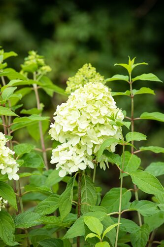 Hydrangea pan. 'Limelight' 2 liter - afbeelding 2