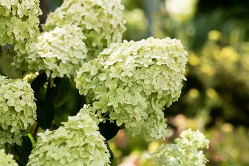 Hydrangea pan. 'Limelight' 2 liter - afbeelding 3