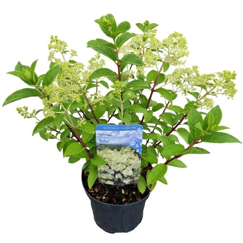 Hydrangea paniculata 'Bobo' - afbeelding 1