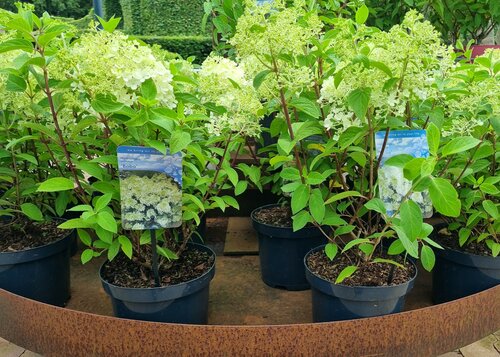 Hydrangea paniculata 'Bobo' - afbeelding 2