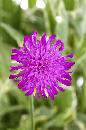 Knautia