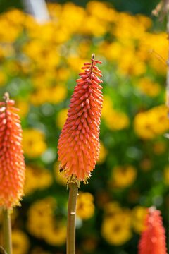 Kniphofia uvaria - afbeelding 1