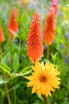 Kniphofia uvaria - afbeelding 3