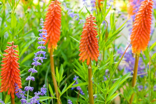 Kniphofia uvaria - afbeelding 2