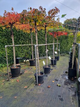 Liquidambar styraciflua Dakvorm - afbeelding 1