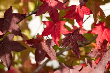 Liquidambar styraciflua Dakvorm - afbeelding 2