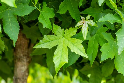 Liquidambar styraciflua Dakvorm - afbeelding 3