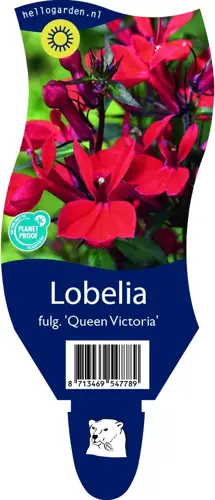 Lobelia fulg. 'Queen Victoria'