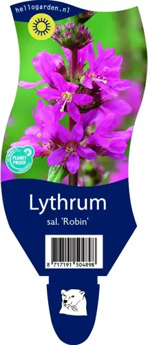 Lythrum sal. 'Robin'