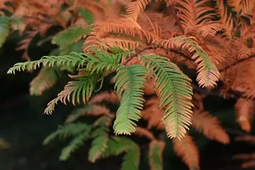 Metasequoia glyptostroboides Moerascipres - afbeelding 2