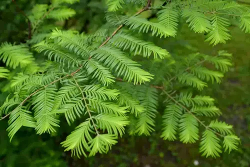 Metasequoia glyptostroboides Moerascipres - afbeelding 4
