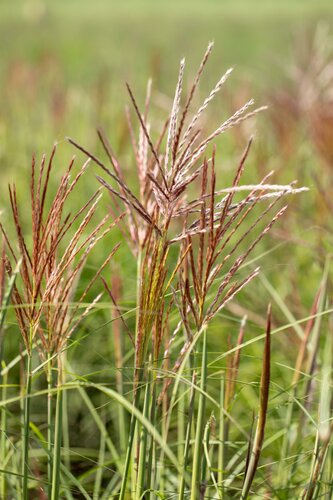 Miscanthus sinensis 'Ferner Osten' - afbeelding 3