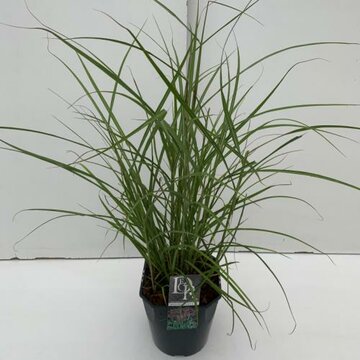 Miscanthus sinensis 'Ferner Osten' - afbeelding 1