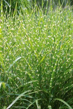 Miscanthus sinensis 'Strictus' - afbeelding 3