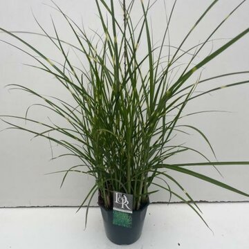 Miscanthus sinensis 'Strictus' - afbeelding 1