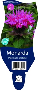 Monarda 'Marshall's Delight'
