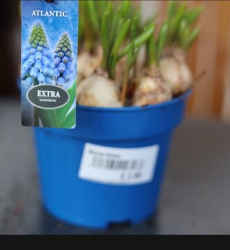 Muscari Atlantic - Blauw Druifje - afbeelding 3