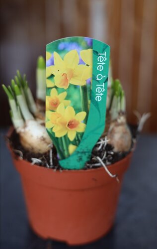 Narcis Tete a Tete - afbeelding 1