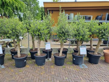 Olea europea Olijfboom - afbeelding 1