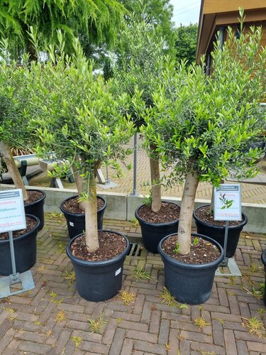 Olea europea Olijfboom - afbeelding 2