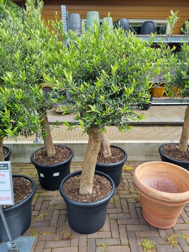 Olea europea Olijfboom - afbeelding 3