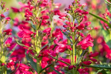 Penstemon 'Andenken an F. Hahn' Biologisch