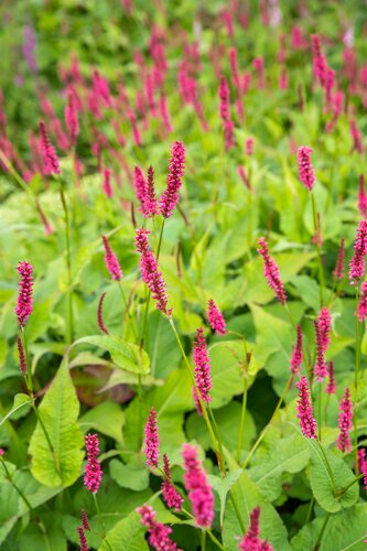 De Persicaria Amplexicaulis