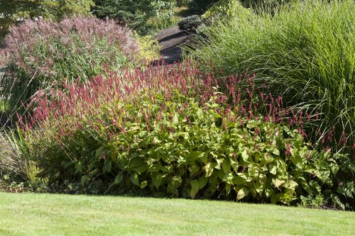 De Persicaria Amplexicaulis in de border