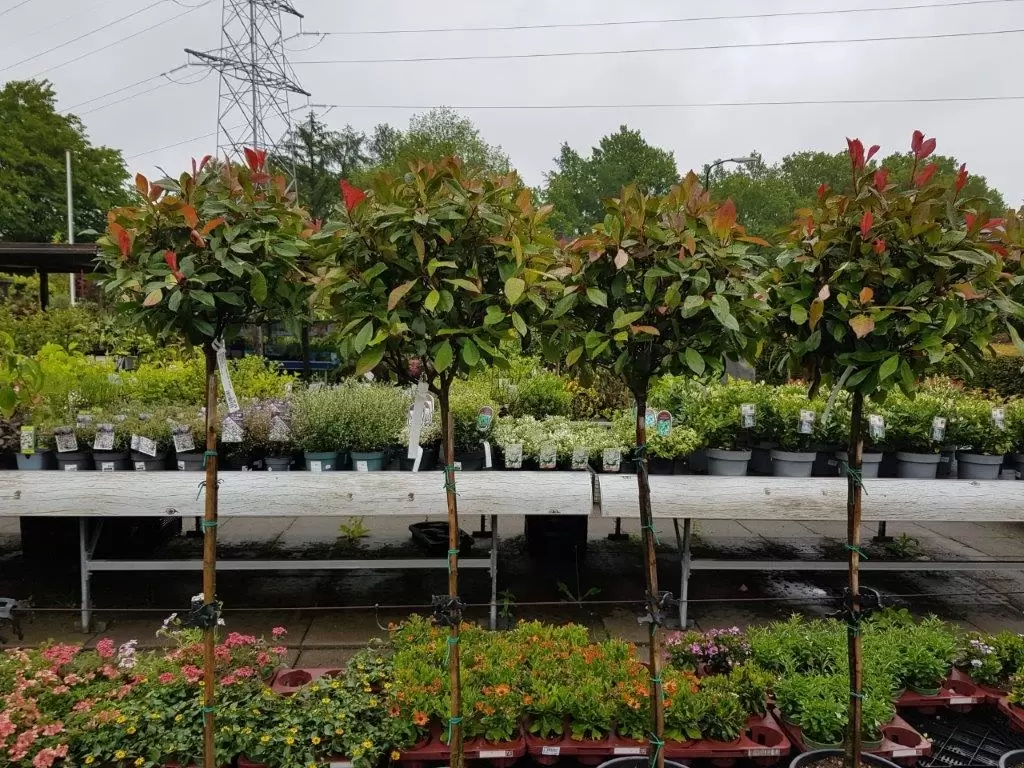 Photinia Fraseri Red Robin Op Stam Tuincentrum Tullekensmolen Beekbergen