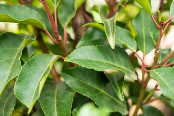 Prunus lus. Angustifolia 60-80cm Kluitgoed