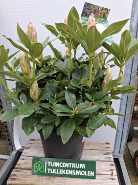 Rhododendron Cunningham's White