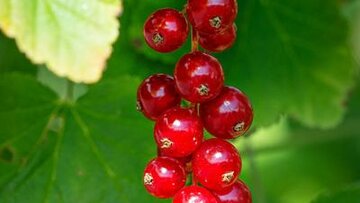 Ribes rubrum Rovada - afbeelding 2